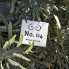 Musth Balsam do brody No. 04 50.png